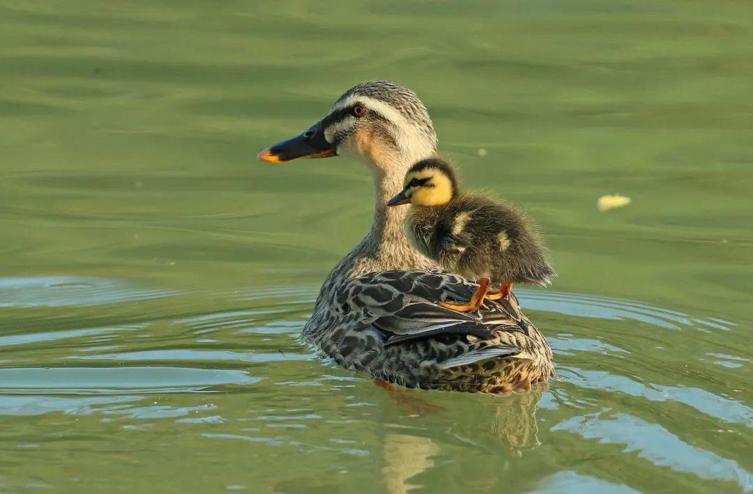 扬州生态美这个春天动物们都在干什么