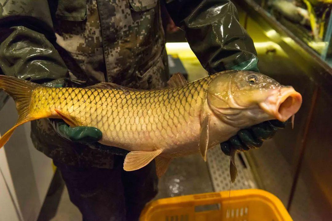 78折带你品味开江鱼到底有多好吃山泉铁锅宴