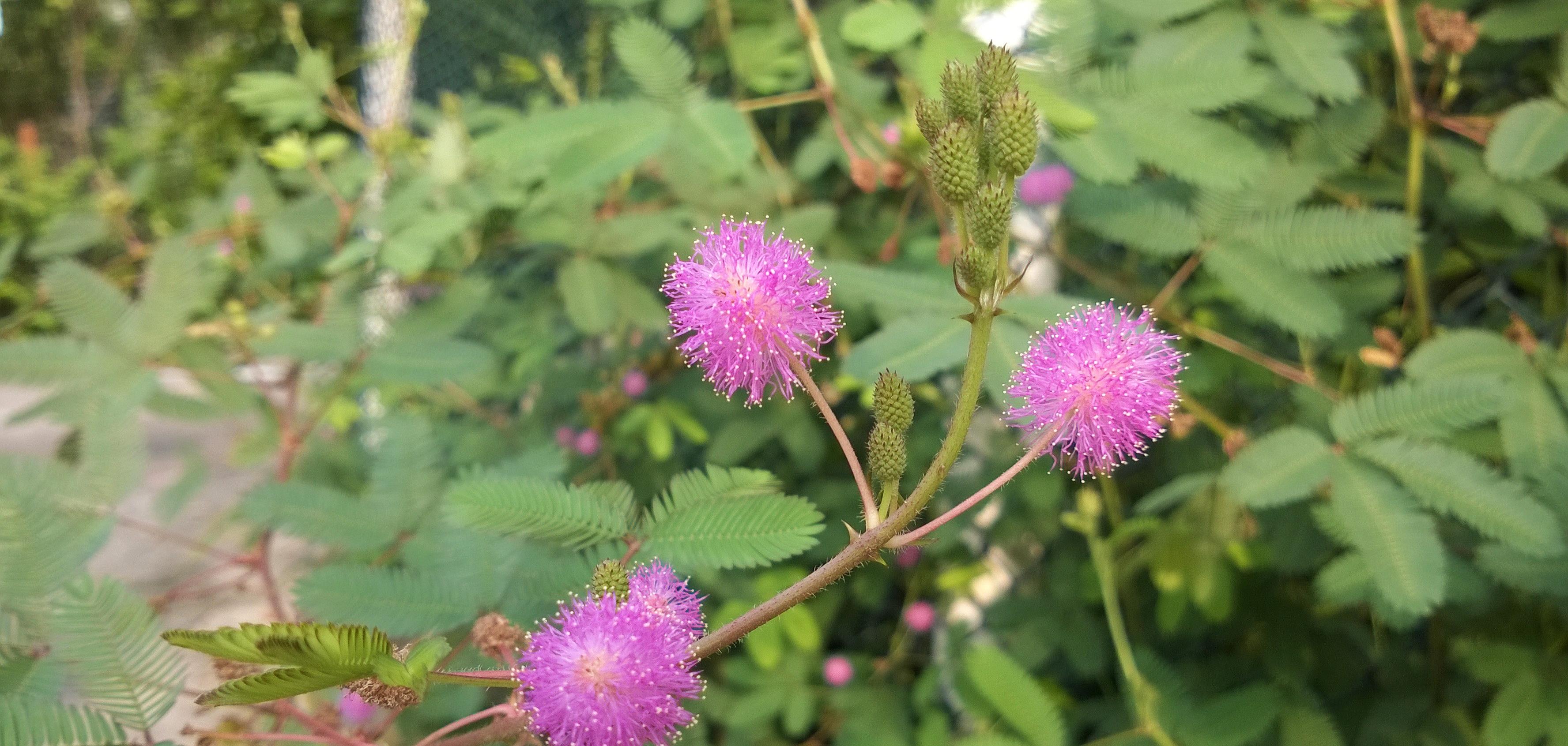 原创盆栽含羞草还能开出粉色的绒球花朵靓女们贼喜欢