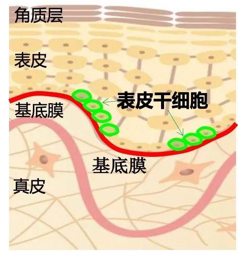 基底膜使真皮层与表皮层紧密连接和固定在一起.