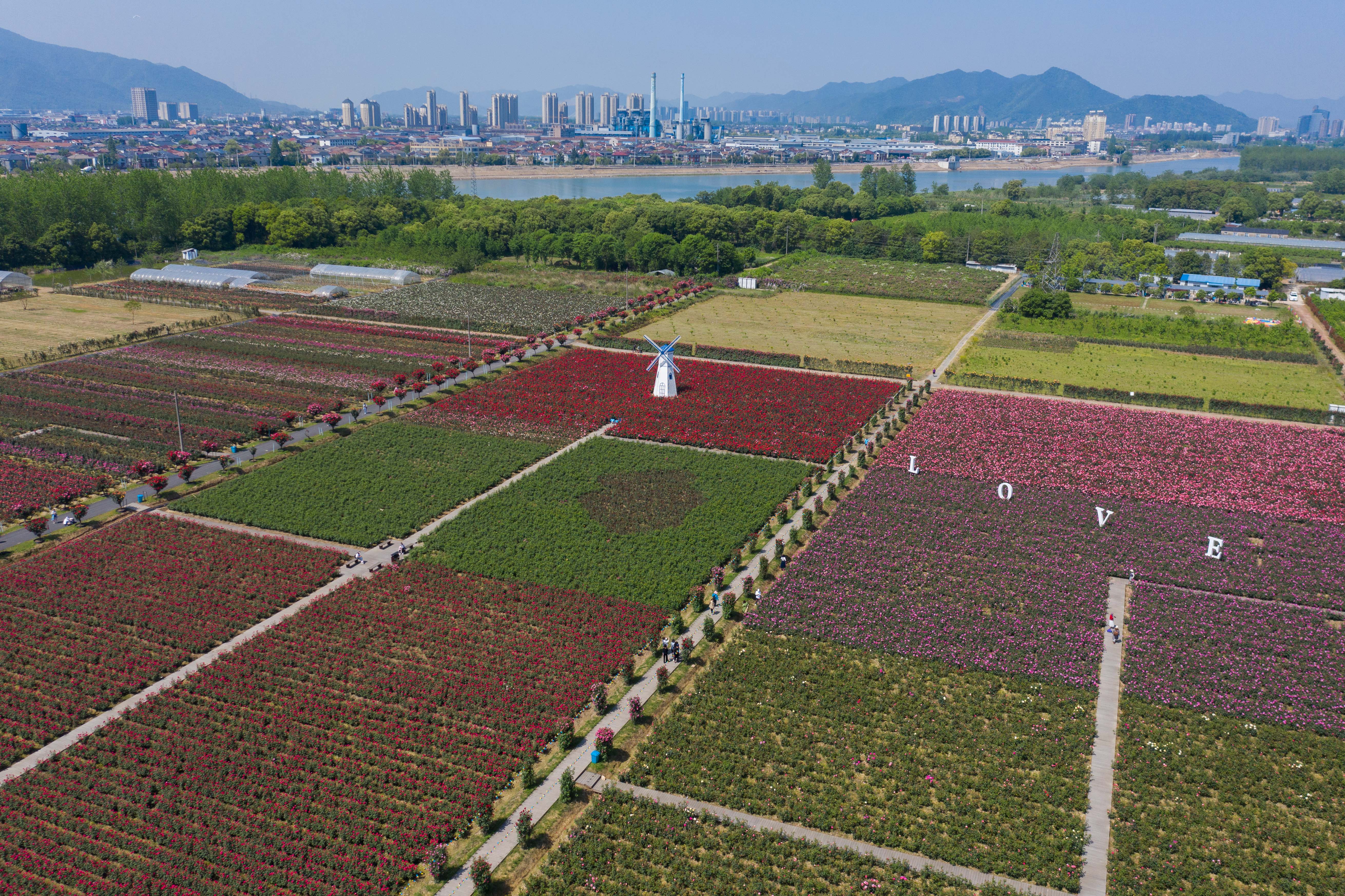 多祝玫瑰庄园教育基地图片