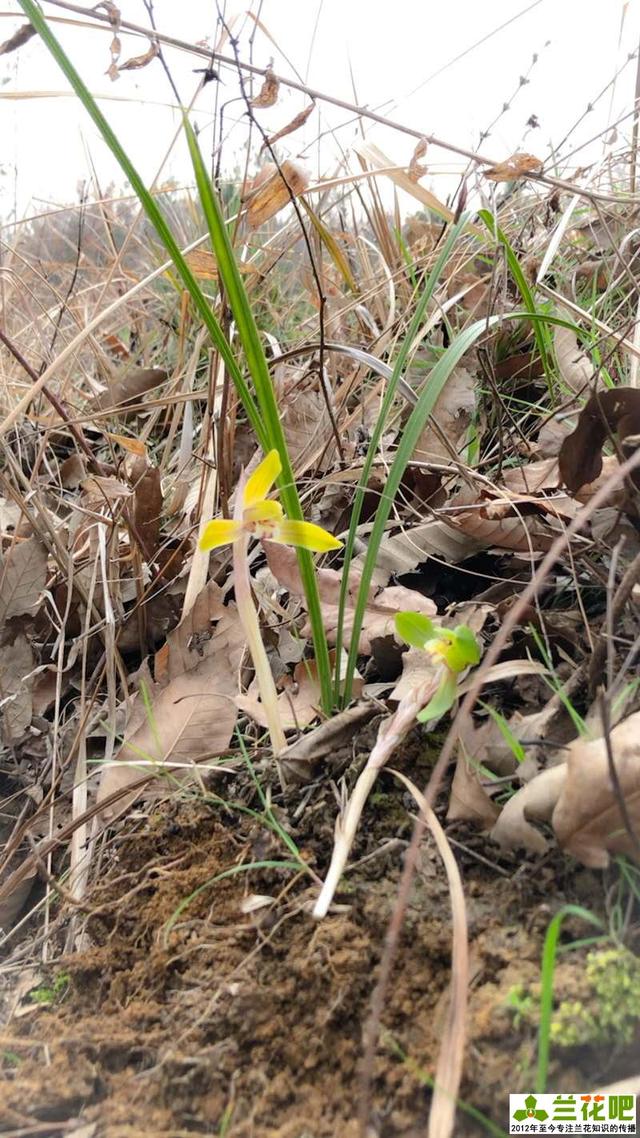 嵩县野生兰花分布图片