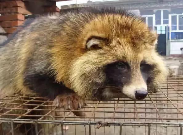 【养殖技术】狐貉产后注意事项