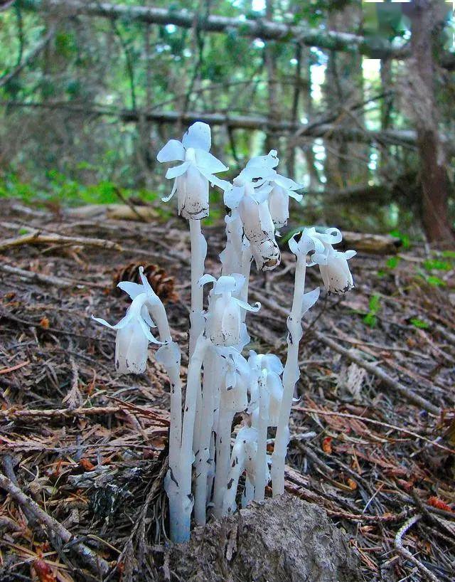 水晶兰(水晶兰的花语)