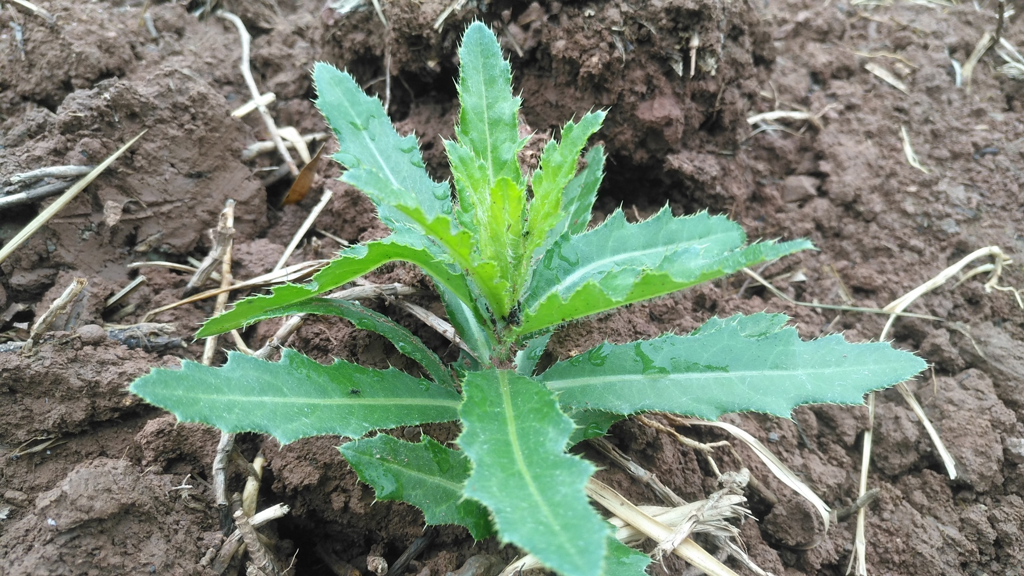 今天为大家介绍一种农村常见的植物——小蓟,它又叫刺儿菜,青青草,蓟
