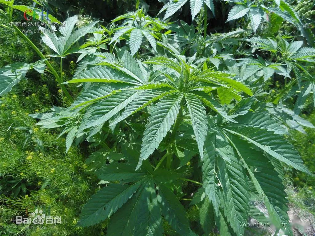 如何分辨罂粟大麻麻黄草这些毒品原植物