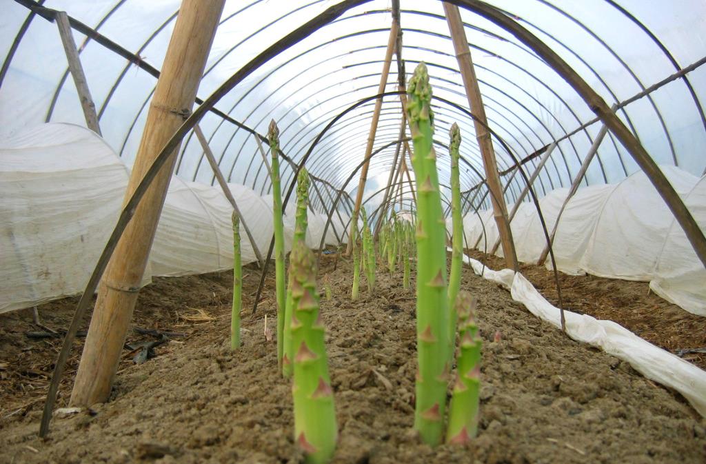 学习这四种技术,芦笋的高产非常简单1.浇水种植后,芦笋要慢慢浇水.