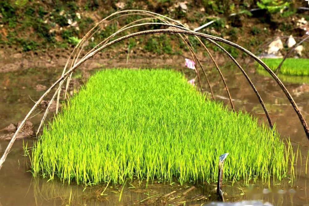 长势良好的秧苗