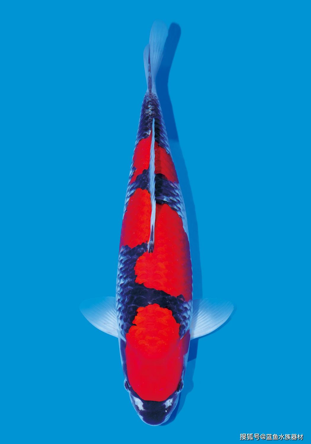 还是要从以下三方面进行:1,体型:要求五色锦鲤的背挺直,鱼体左右平衡