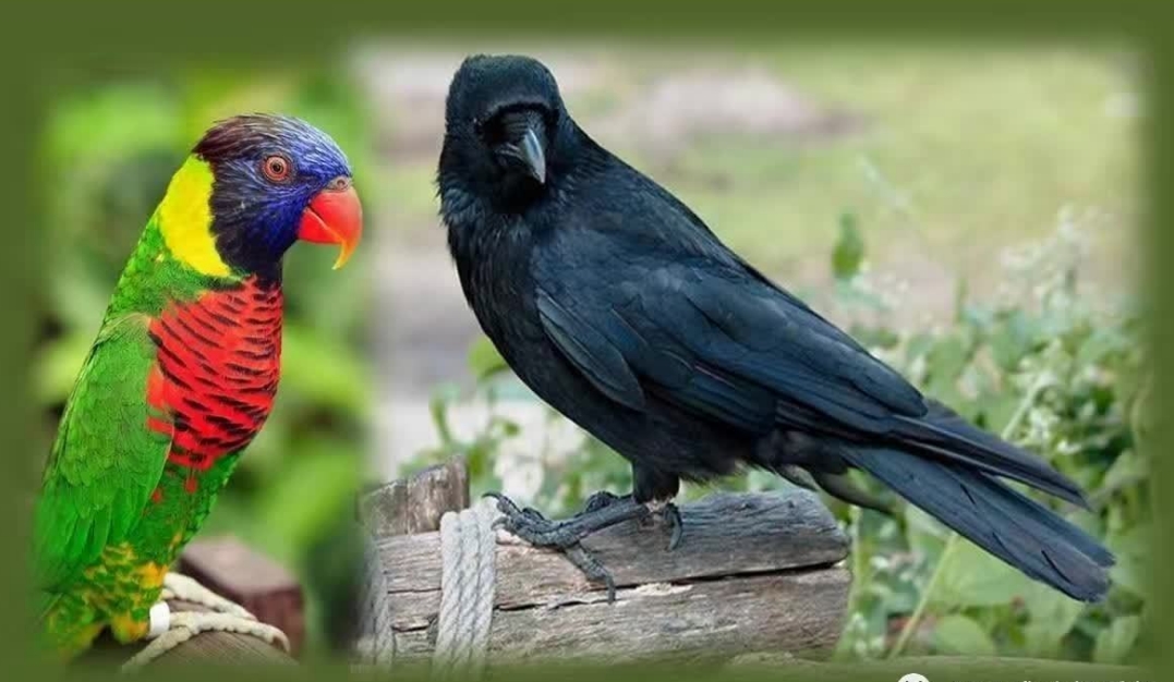 乌鸦自由鹦鹉安逸二鸟互换不要盲目羡慕他人的幸福也许那并不适合你