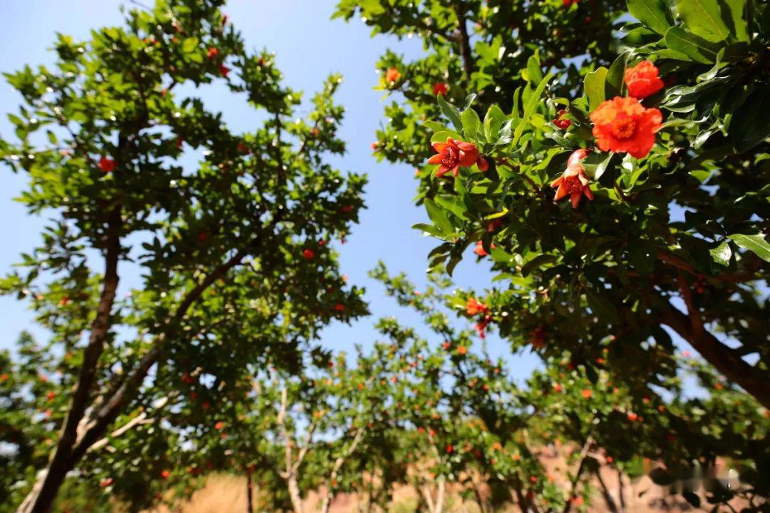 震撼!会理数十万亩石榴花开正艳