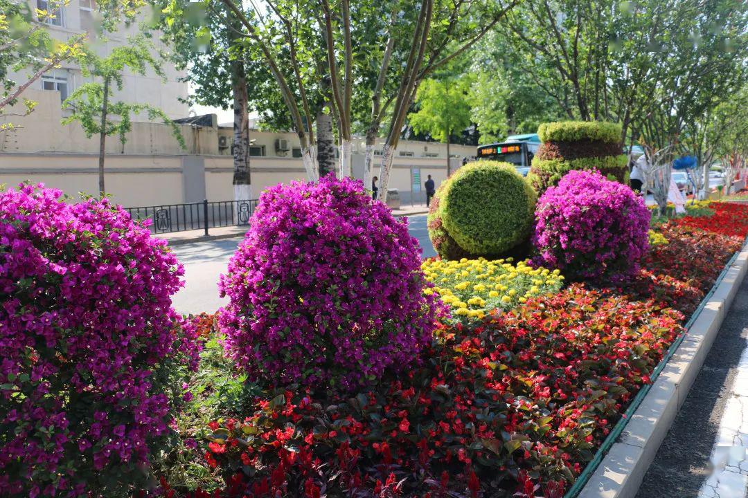 我们约卉吧商河温泉花卉扮靓济南大街小巷