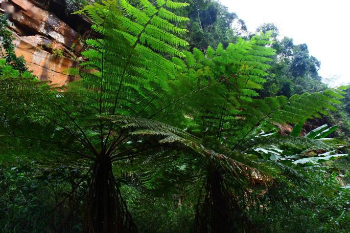 在赤水桫椤保护区用心便可遇见惊艳