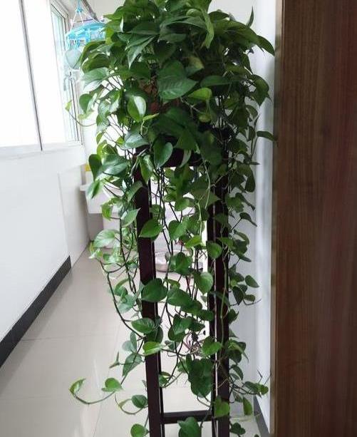 绿萝枝条长得太长?教你几个"小妙招",养出绿萝"大地毯"