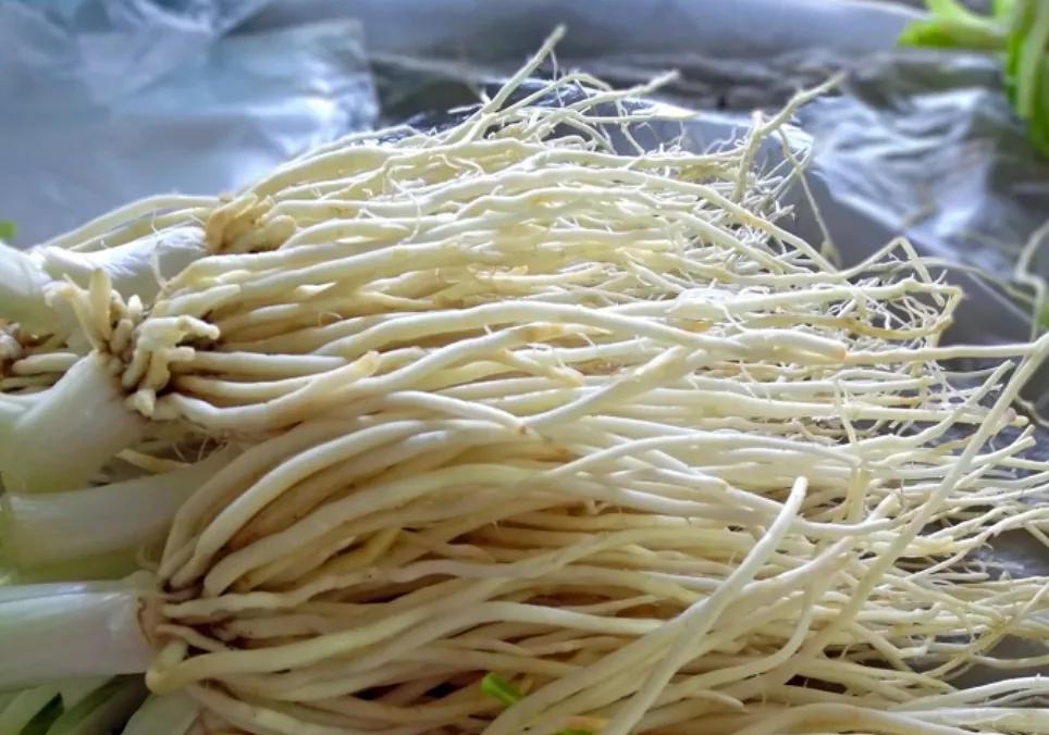 提起苤(pie)菜根,可能很多人都没有听说过,这种制作云南特色民族菜肴