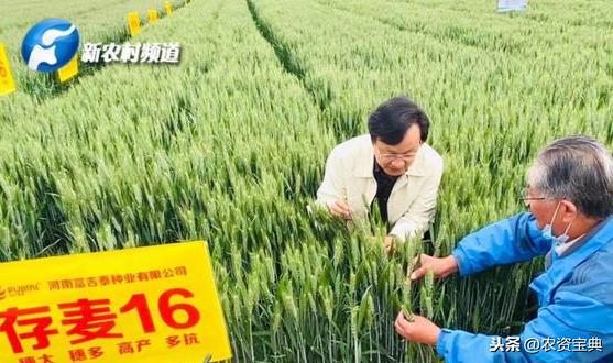 存麦16郑麦618漯麦163郑麦129四大国审小麦齐聚首