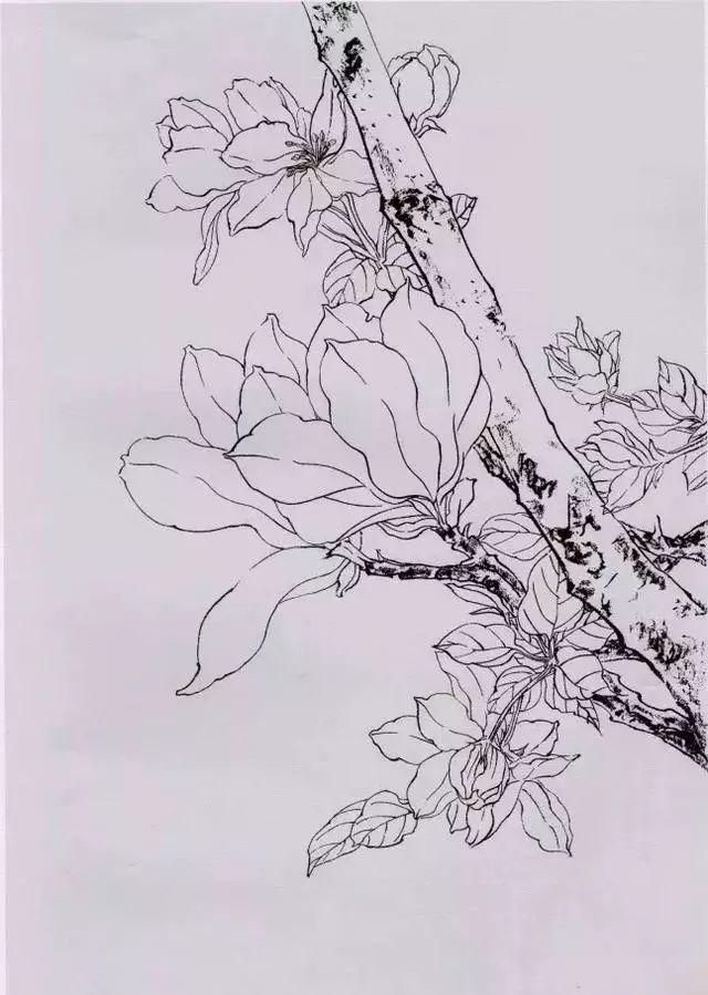 工筆玉蘭畫法步驟及玉蘭線描稿欣賞_花瓣