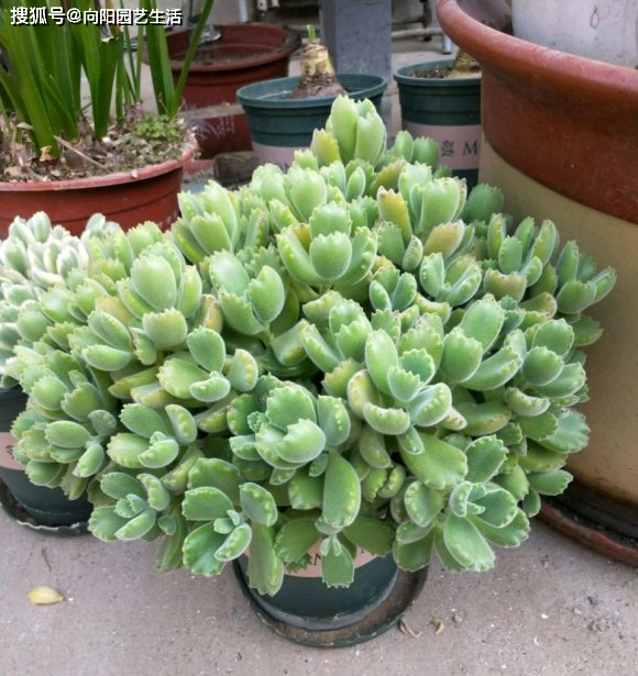 熊童子夏天容易死做好这几步长成小熊树安全度夏天