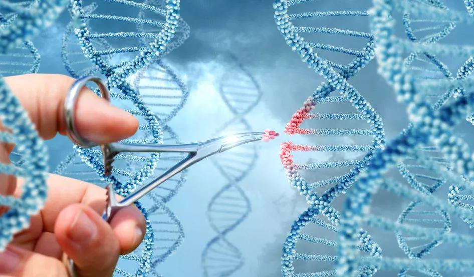 ֲܹͨյil-12(дٽdna޸Ĺ)dna
