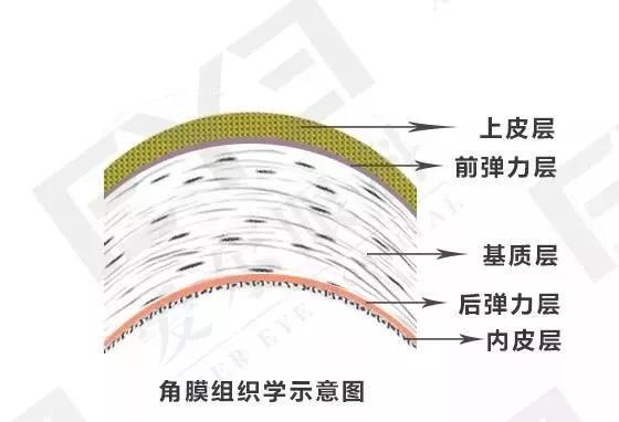 激光类近视手术作用于角膜,角膜位于眼球外壁,从外到内由五层组织构成