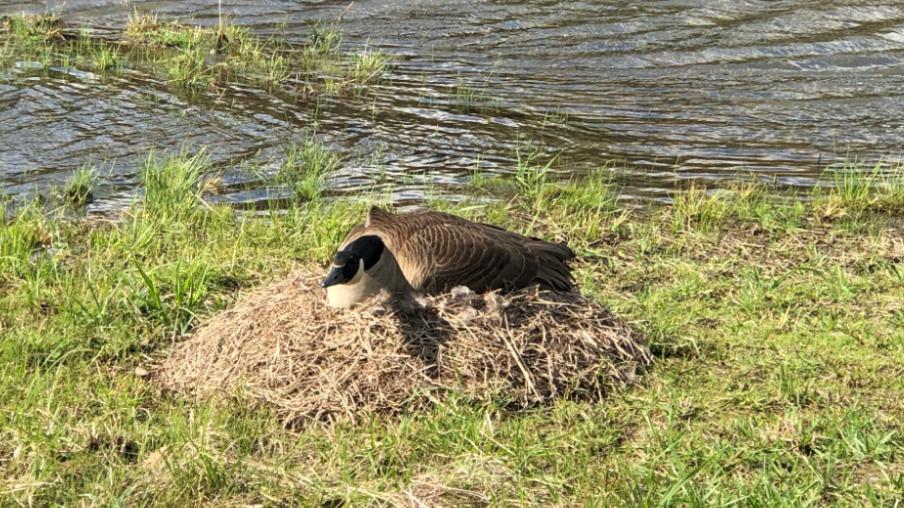 在密苏里州rogersville的小农场里,大雁妈妈又开始孵蛋了,悄悄靠近看