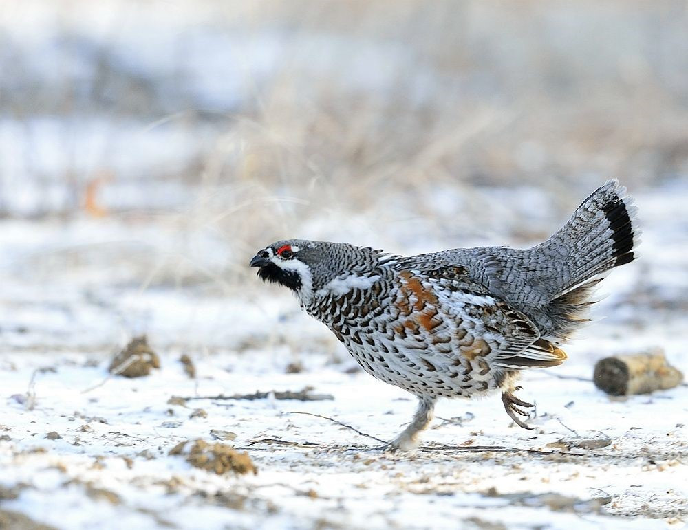原创大兴安岭出现飞龙鸟离巢用枯叶盖鸟卵防紫貂晚上埋进雪窝睡觉