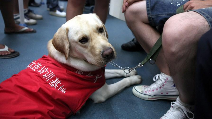 那個時候導盲犬還沒有普及,真正開始大量出現是因為第一次世界大戰