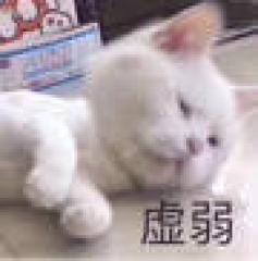 心虚猫猫表情包图片