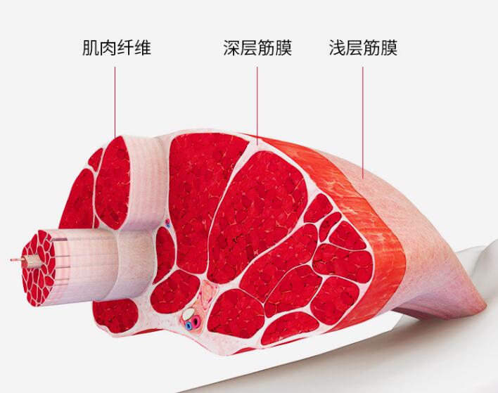 医学研究发现,乳酸堆积是肌肉酸痛的罪魁祸首,当运动过度或者经过无氧