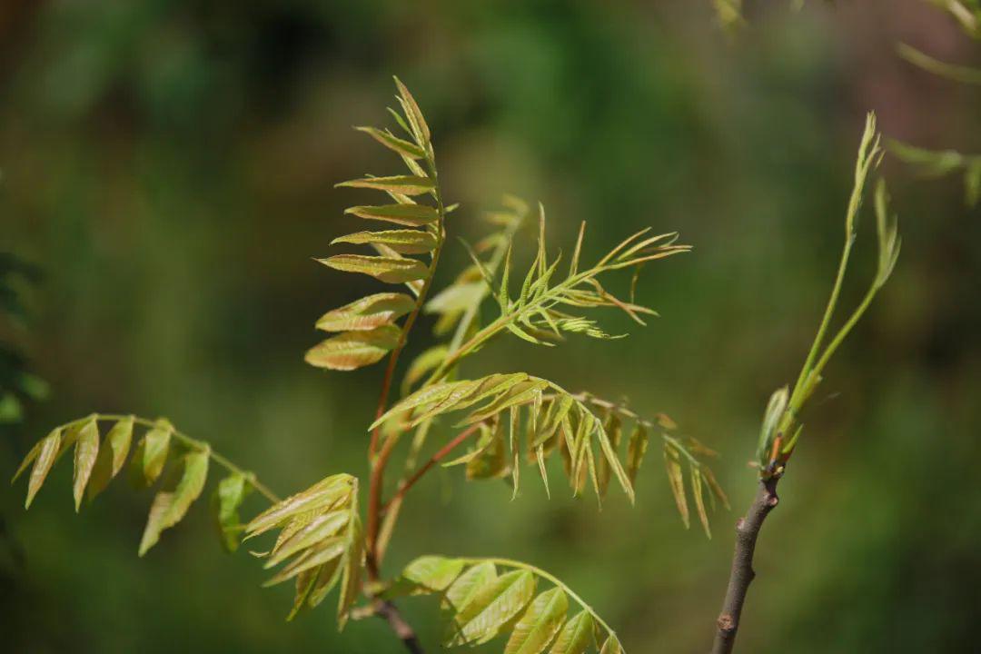 野生黄鹂芽树图片