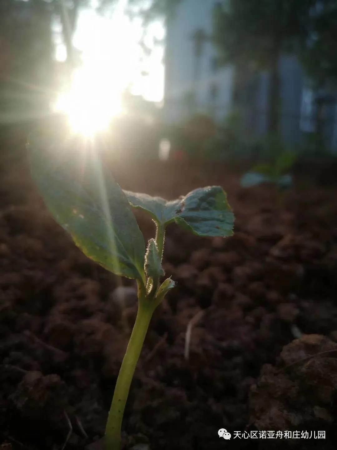 天心区诺亚舟和庄幼儿园 :在种植园里,我们替孩子们"播种春天" _种子