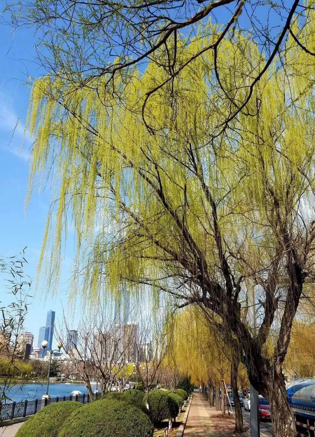 云中谁寄春景来,互传春色诉相思