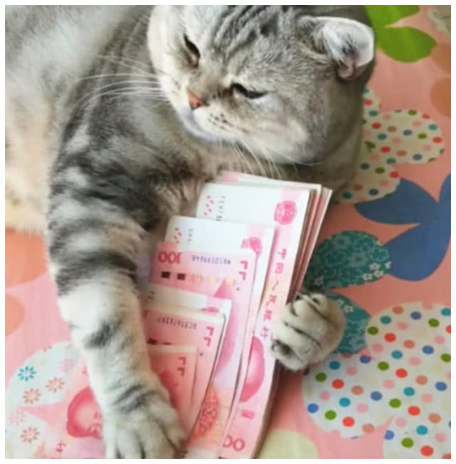 原创正坐在床上数钱猫咪一把扑过来抱住钱不撒手猫也见钱眼开