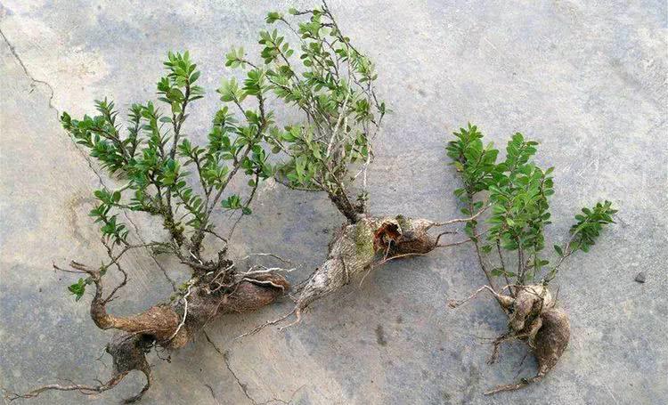 如果我喜欢,我的建议是摘几根树枝,这对胡萝卜本身没有多大影响,如果