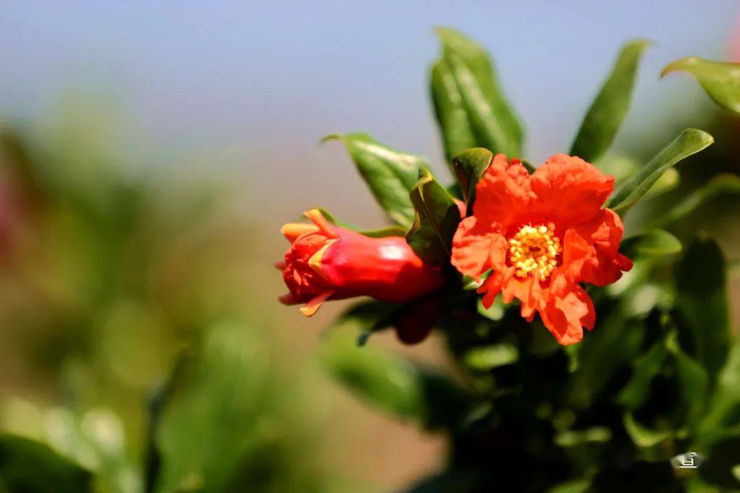 会理数十万亩石榴花开正艳_会理县