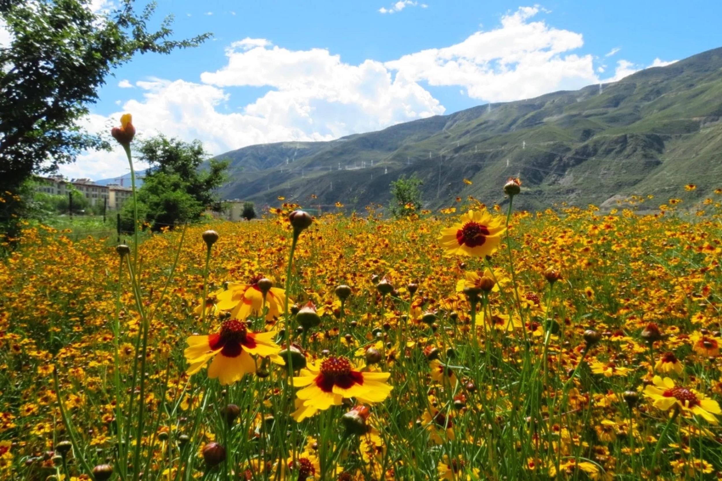 巴塘县党巴乡党巴村民贫困户格绒志玛脱贫记