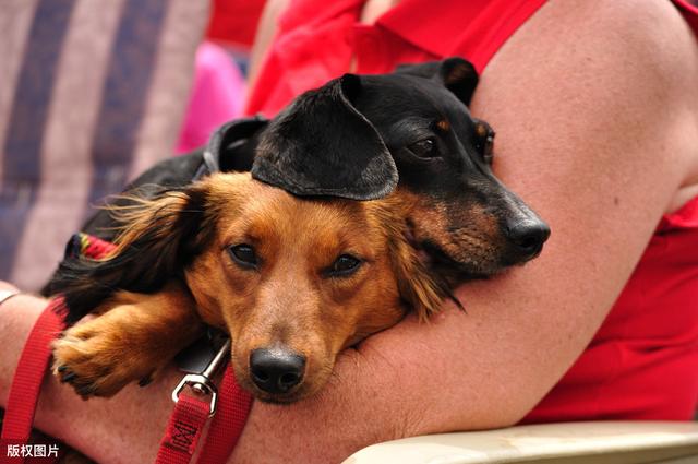 腊肠犬,为何养的人少?原因有7个_牙齿