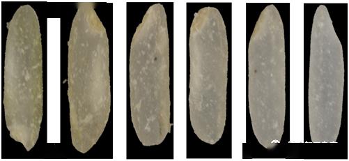 就可以确定必需碾去的成分:果皮,种皮,珠心层,糊粉粒以及80%的米胚