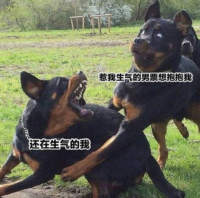 一组哄老婆不要生气表情包,有几张图我特别喜欢,分享给大家