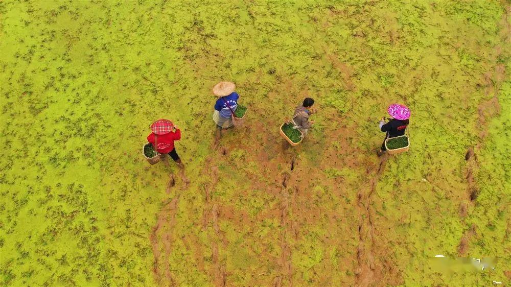泰和春日田园抛秧忙