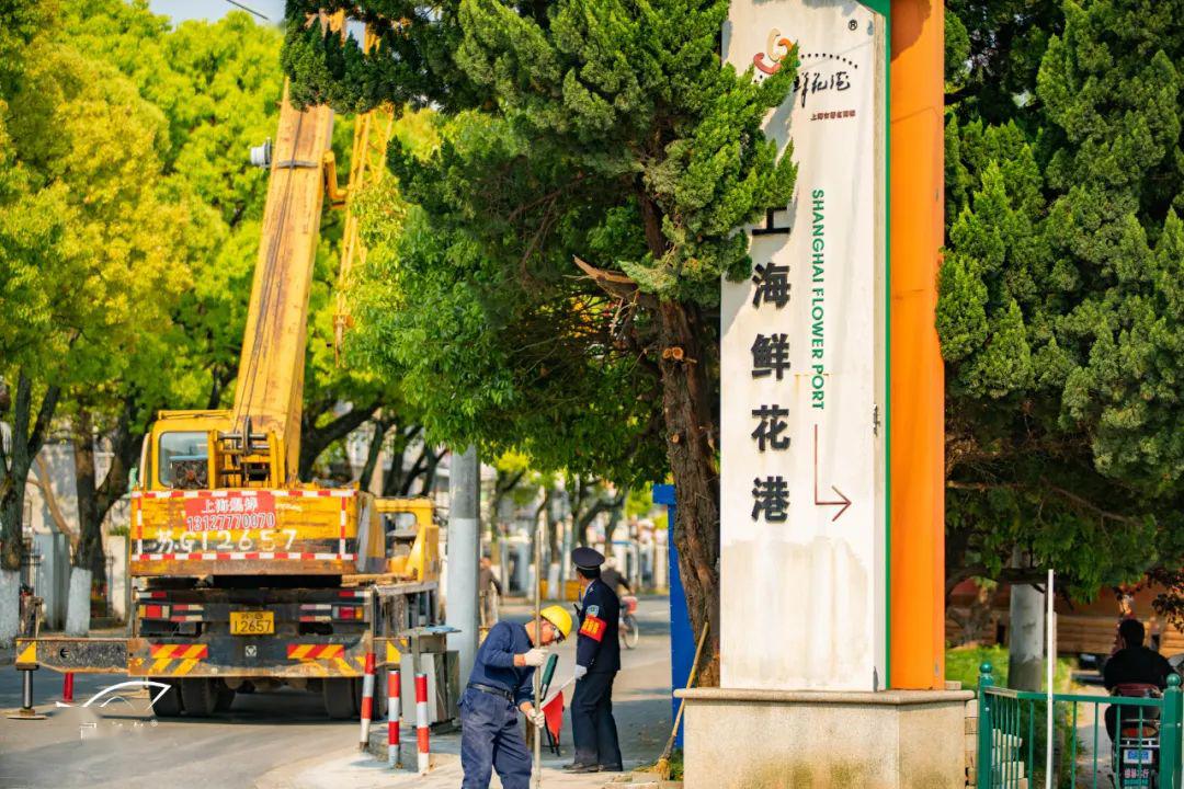 打卡临港新片区东海农场