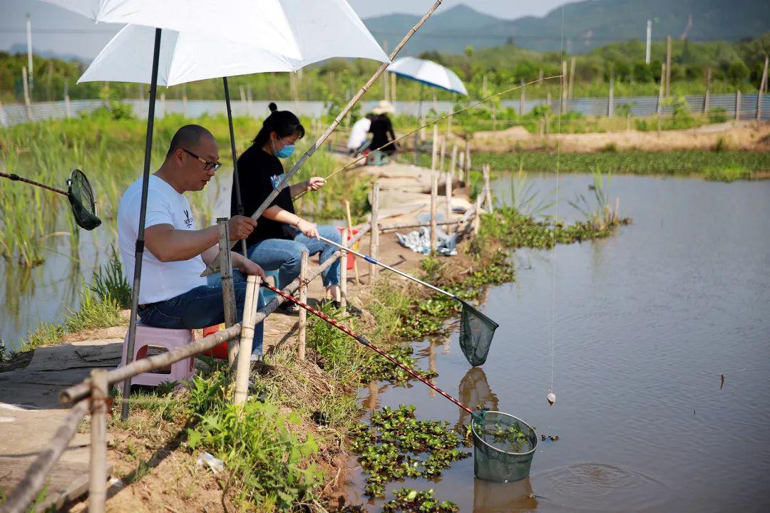 东阳这个10亩左右的龙虾塘,让你一次钓个够!