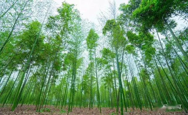 明月村的夜明月村的日落涼山渠綠道茶園竹海明月村入口住宿(推薦:曉得