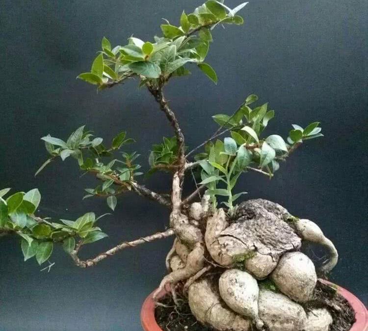 原创农村一种植物人称叶上花盆栽很漂亮跌打损伤胃疼可用