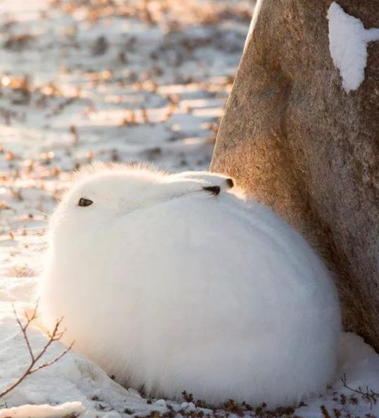 质感感人,画风清奇的野生动物这是由冰天雪地北极的纯净雪花组成