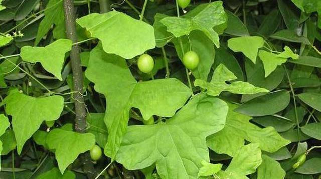 原创在农村食用价值和药用价值都贼高的一种茅瓜