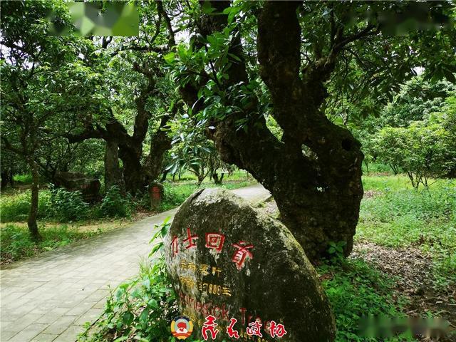 柏橋村是根子鎮荔枝大村,也是荔枝核心產地.