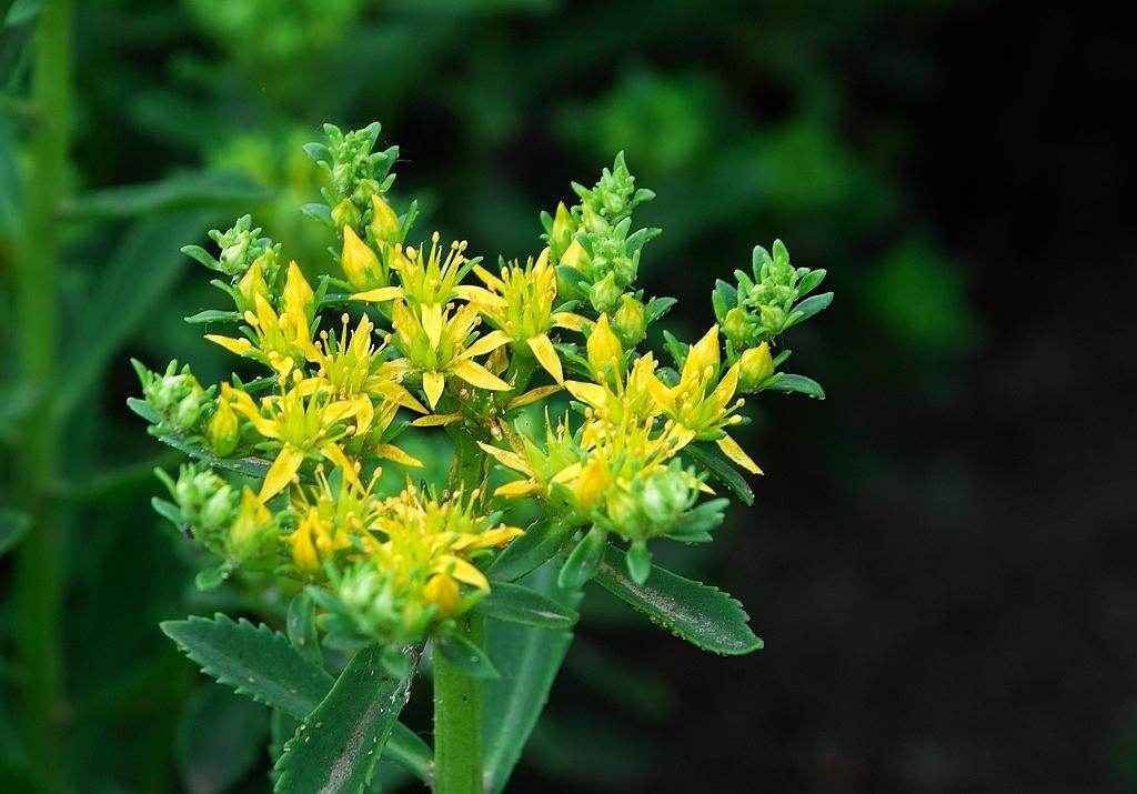正确食用三七生吃熟吃泡酒不同的吃法效果不同