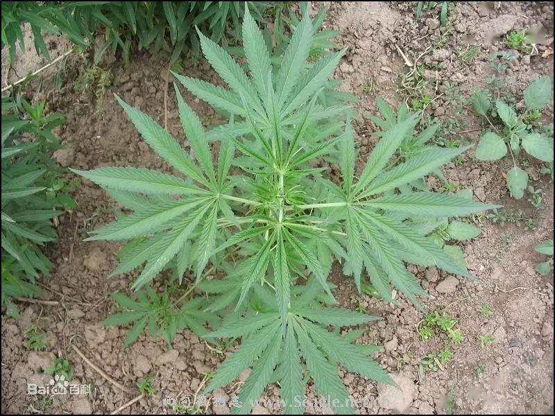 毒品的种类18种植物图片