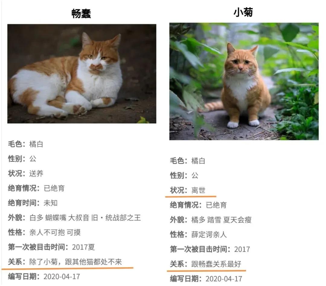 北大猫咪图鉴惹哭千万网友如果不爱请别伤害